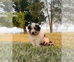 Small Photo #7 Australian Shepherd Puppy For Sale in LEBANON, IN, USA