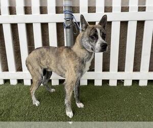 Feist Terrier-Unknown Mix Dogs for adoption in Modesto, CA, USA