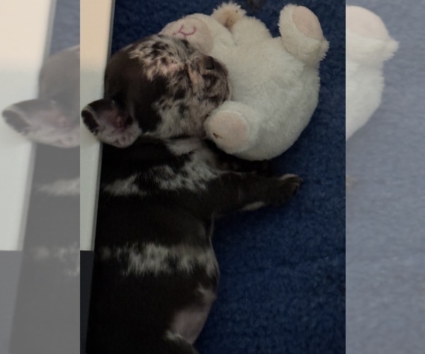 Medium Photo #17 French Bulldog Puppy For Sale in LEESBURG, GA, USA