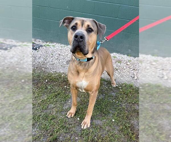 Medium Photo #1 Black Mouth Cur-Unknown Mix Puppy For Sale in Naples, FL, USA