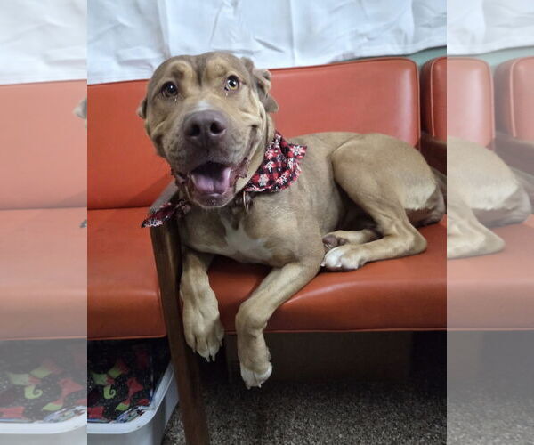 Medium Photo #4 Mastiff-Unknown Mix Puppy For Sale in Martinsburg, WV, USA