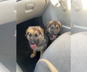 German Shepherd Dog Puppy for sale in MADISON, CA, USA