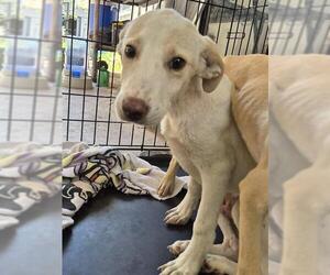 Labrador Retriever-Unknown Mix Dogs for adoption in San Antonio, TX, USA