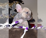 Small Photo #3 French Bulldog Puppy For Sale in MOORE, OK, USA