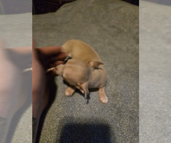 Medium Photo #8 Taco Terrier Puppy For Sale in NANJEMOY, MD, USA