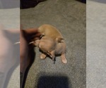 Small #7 Taco Terrier