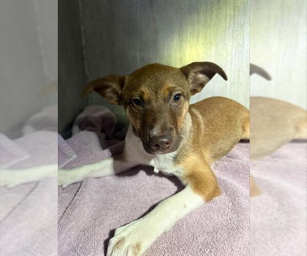 Medium Photo #1 Mutt Puppy For Sale in San Antonio, TX, USA