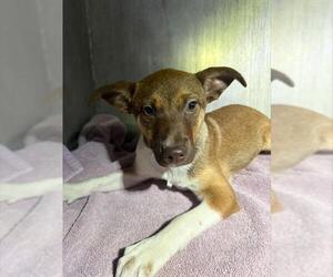 Mutt Dogs for adoption in San Antonio, TX, USA