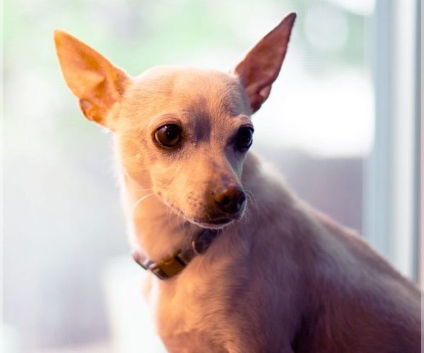 View Ad Chihuahua Mix Dog for Adoption near Colorado