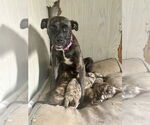 Small Photo #6 American Pit Bull Terrier-Unknown Mix Puppy For Sale in Brewster, NY, USA