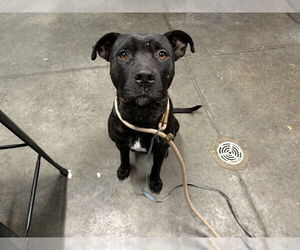 American Pit Bull Terrier-Labrador Retriever Mix Dogs for adoption in Tavares, FL, USA