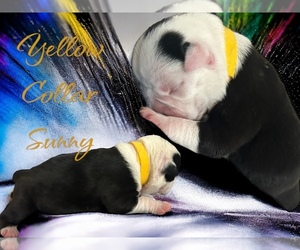 Olde English Bulldogge Puppy for sale in SEARCY, AR, USA