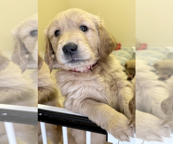 Medium Photo #1 Golden Retriever Puppy For Sale in PORTALES, NM, USA