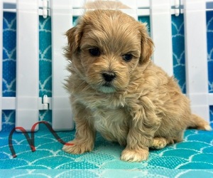 ShihPoo Puppy for sale in SILEX, MO, USA