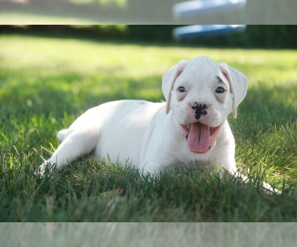 Medium Photo #7 Boxer Puppy For Sale in SHIPSHEWANA, IN, USA