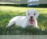 Small #6 Boxer