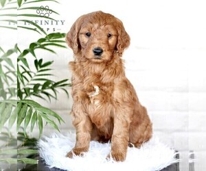 Goldendoodle (Miniature) Puppy for sale in LITITZ, PA, USA