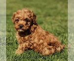 Small #2 Cavapoo (Miniature)