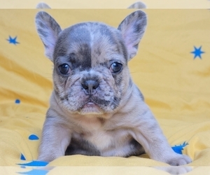 French Bulldog Puppy for sale in NEW YORK, NY, USA
