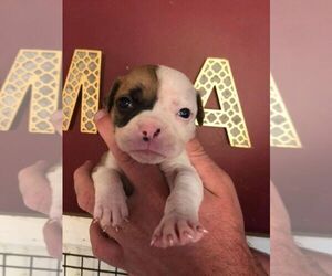 American Bulldog Puppy for sale in NEW DURHAM, NH, USA