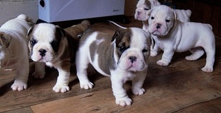 Bulldog Puppy for sale in NEW YORK, NY, USA