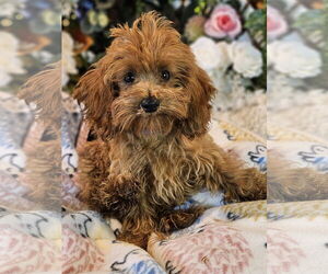 Cockapoo Dogs for adoption in Bon Carbo, CO, USA