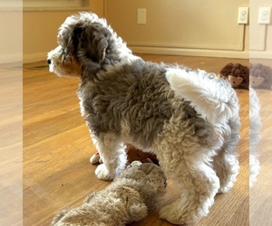 Bernedoodle (Miniature) Puppy for sale in ROY, UT, USA