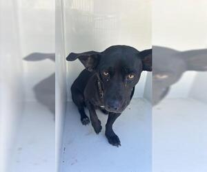 Dachshund-Labrador Retriever Mix Dogs for adoption in Houston, TX, USA