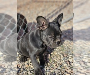 French Bulldog Puppy for Sale in AFTON, Wyoming USA