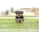 Small Photo #2 Morkie Puppy For Sale in WARSAW, IN, USA