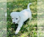 Small #4 German Shepherd Dog