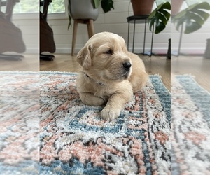 Golden Retriever Puppy for sale in ANTWERP, NY, USA