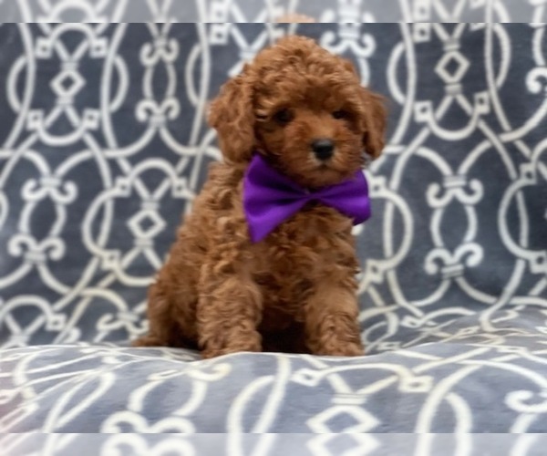 Medium Photo #13 Poodle (Toy) Puppy For Sale in LAKELAND, FL, USA