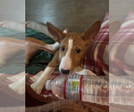Small #13 Basenji