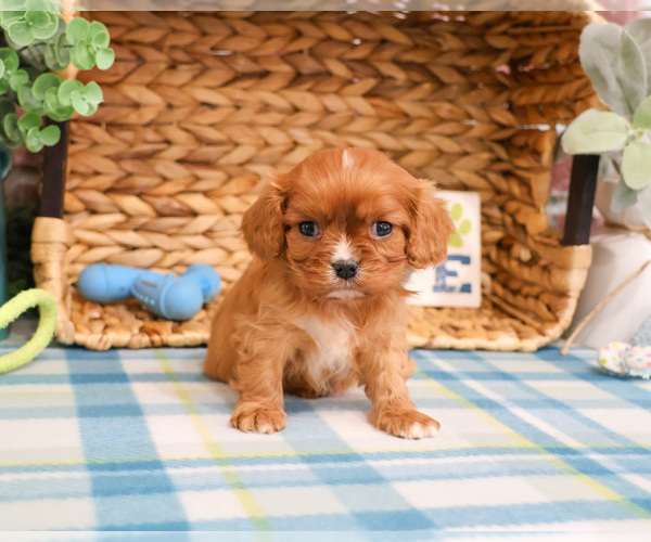 Medium Photo #4 Cavalier King Charles Spaniel Puppy For Sale in SYRACUSE, IN, USA