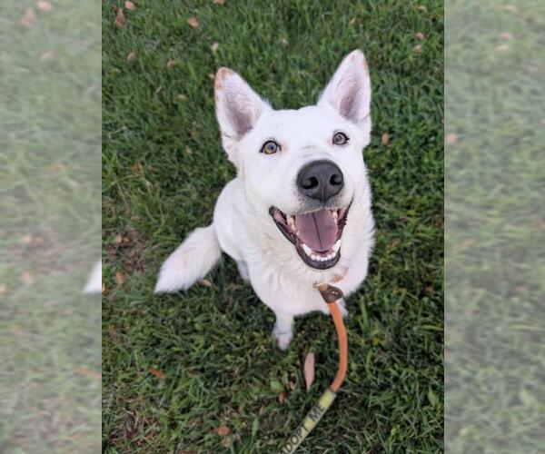 Medium Photo #3 Mutt Puppy For Sale in Redlands, CA, USA