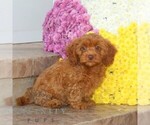 Small Cavapoo