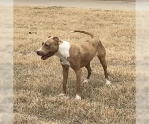 Pebbles - Female American Pit Bull Terrier-Unknown Mix Dog for Adoption - Photo #9