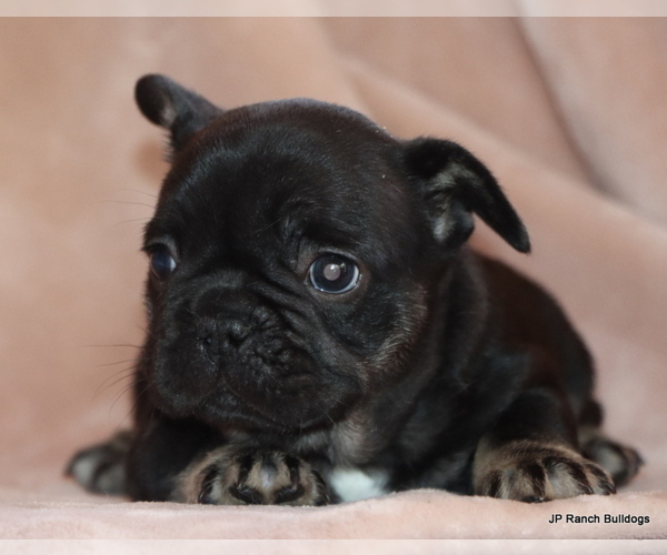 Medium Photo #11 French Bulldog Puppy For Sale in WINNSBORO, TX, USA