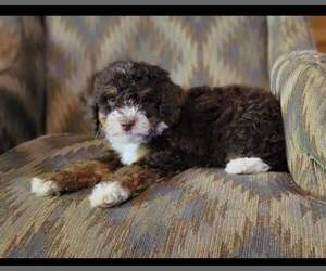 Aussiedoodle Miniature  Puppy for sale in CLEVELAND, GA, USA