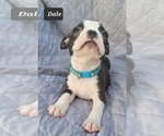 Small Photo #5 Boston Terrier Puppy For Sale in POMEROY, OH, USA