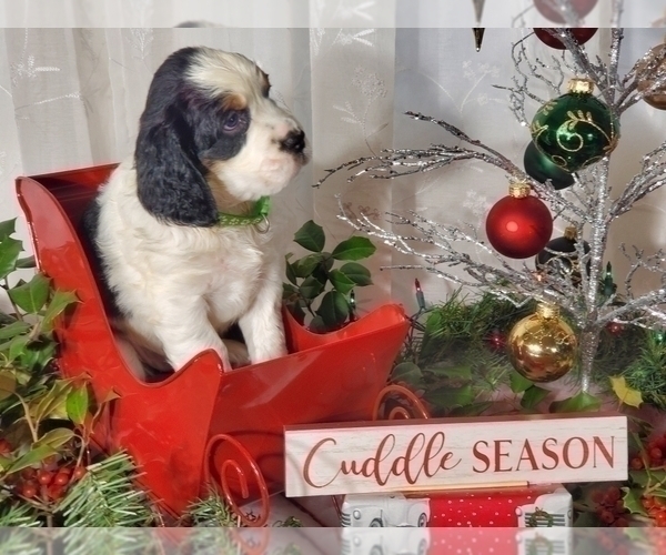 Medium Photo #1 English Springer Spaniel Puppy For Sale in ASHEVILLE, NC, USA
