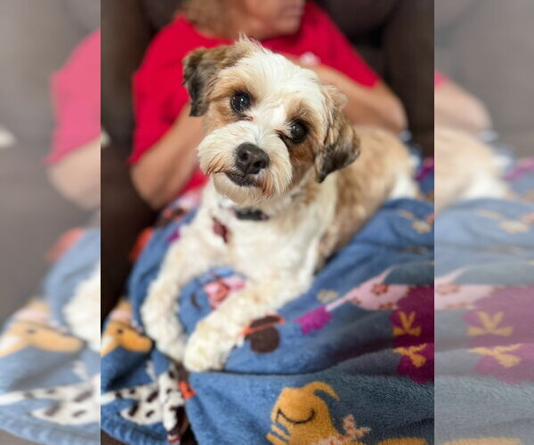 Medium Photo #6 Shih Tzu-Unknown Mix Puppy For Sale in Grafton, WI, USA