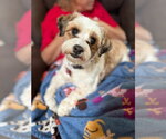 Small Photo #6 Shih Tzu-Unknown Mix Puppy For Sale in Grafton, WI, USA