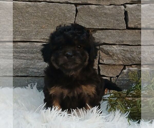 Medium Photo #3 Shih-Poo Puppy For Sale in GORDONVILLE, PA, USA