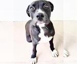 Small Photo #2 Labrador Retriever Puppy For Sale in Houston, TX, USA