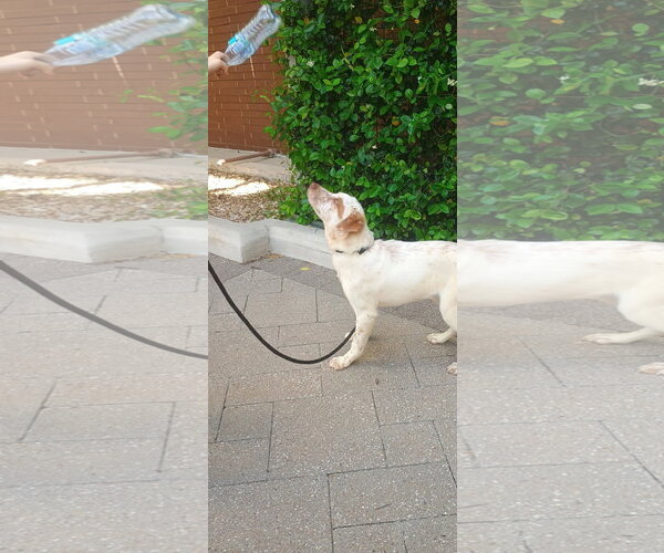 Medium Photo #2 Labrador Retriever-Unknown Mix Puppy For Sale in The Woodlands, TX, USA