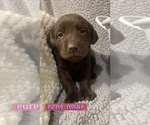 Small Photo #12 Labrador Retriever Puppy For Sale in ATHENS, WI, USA