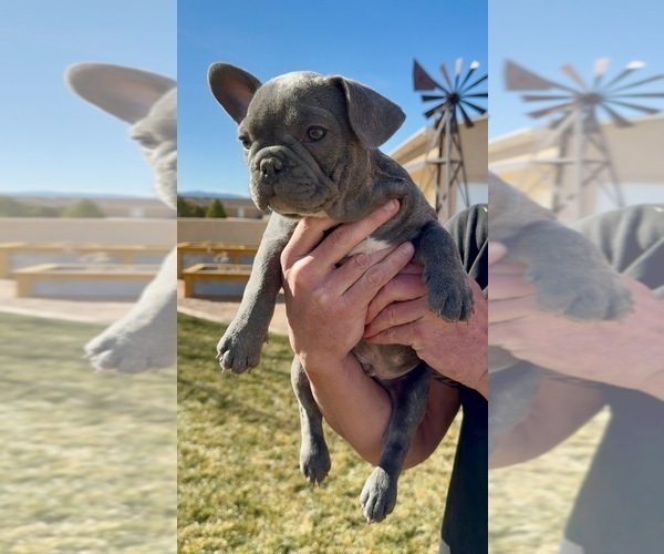 Medium Photo #1 French Bulldog Puppy For Sale in PUEBLO, CO, USA