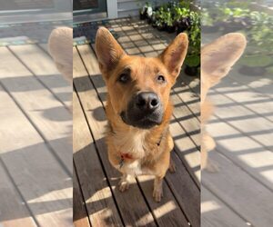 Mutt Dogs for adoption in Coralville, IA, USA